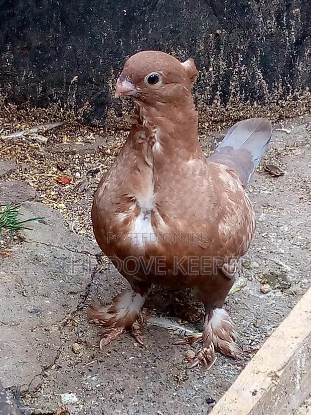 Home Doves - thumbnail 18