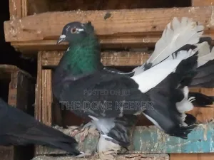 Home Doves
