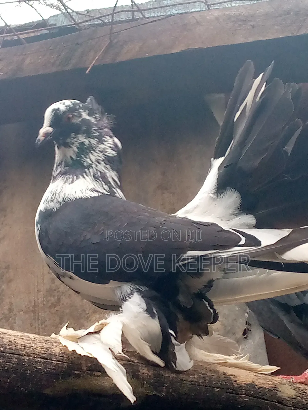 Home Doves