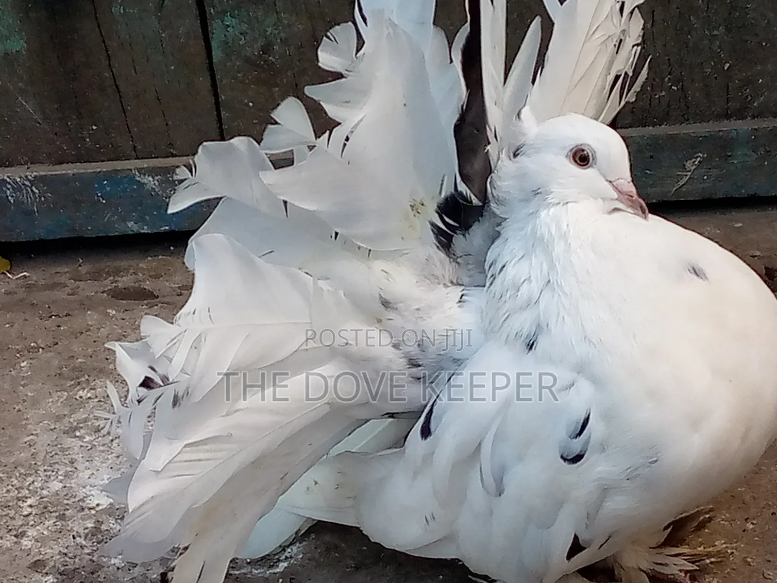 Home Doves