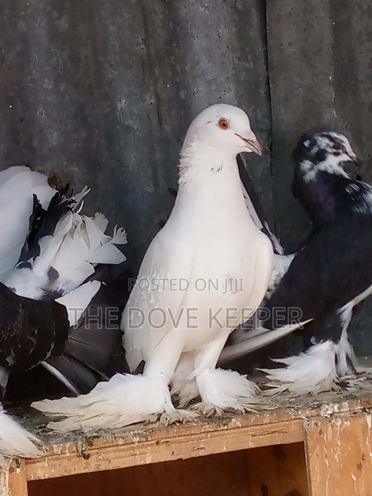 Home Doves