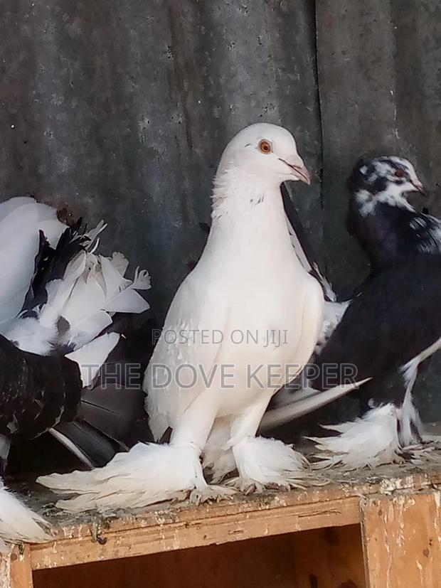 Home Doves - thumbnail 20