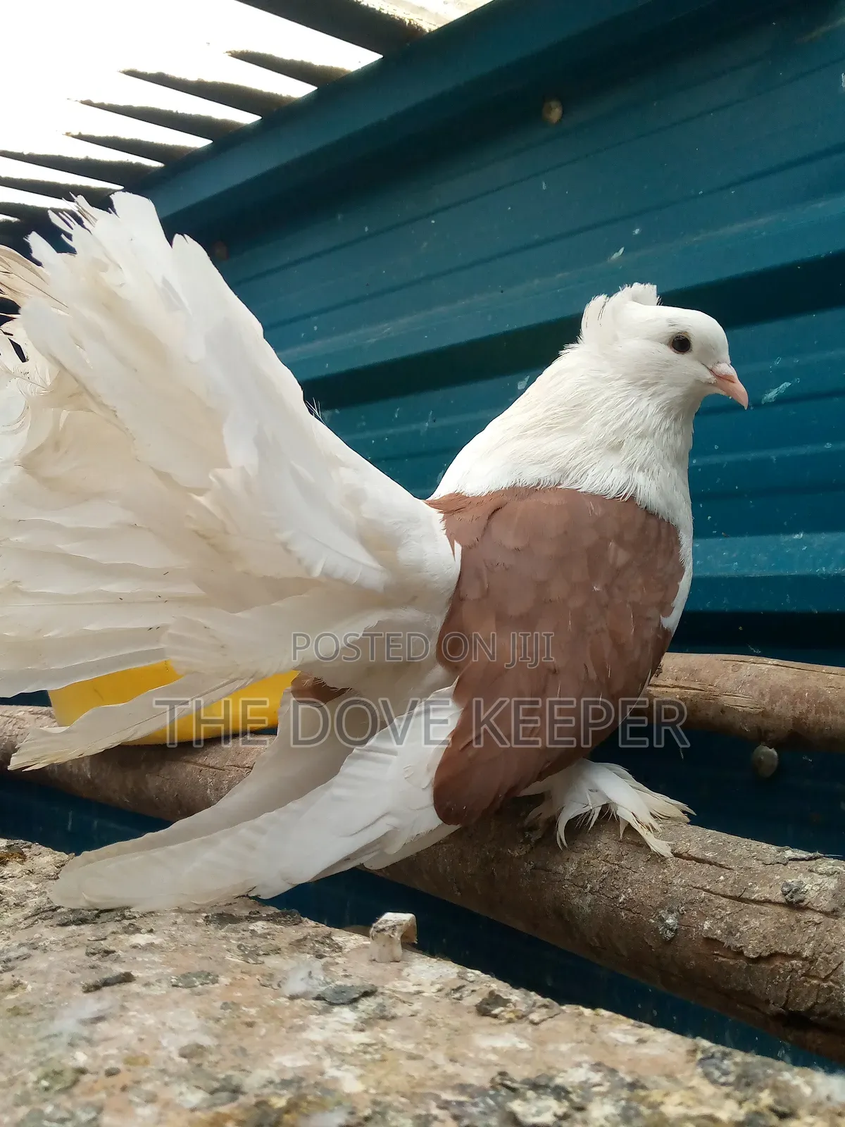 Home Doves