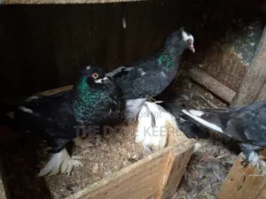 Home Doves