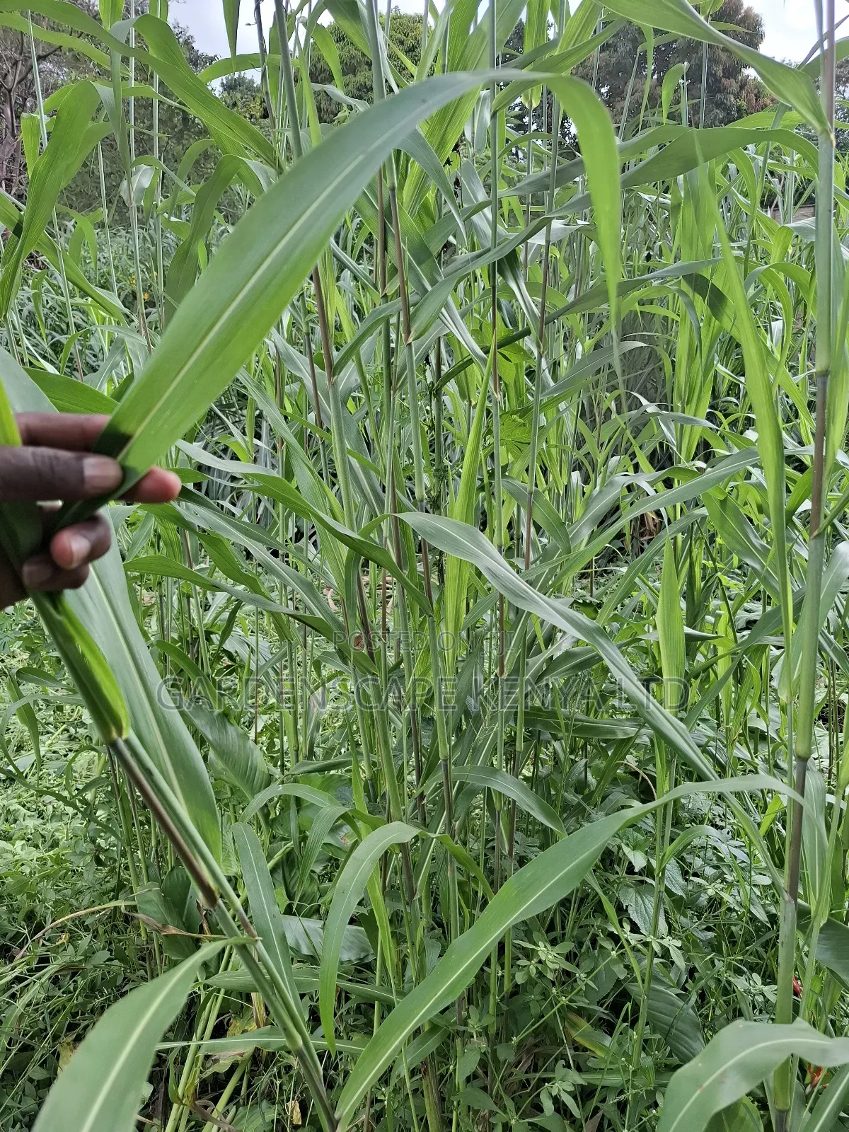 Hybrid Sudan Grass Seeds for Sale