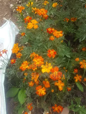 Marigold Flowers