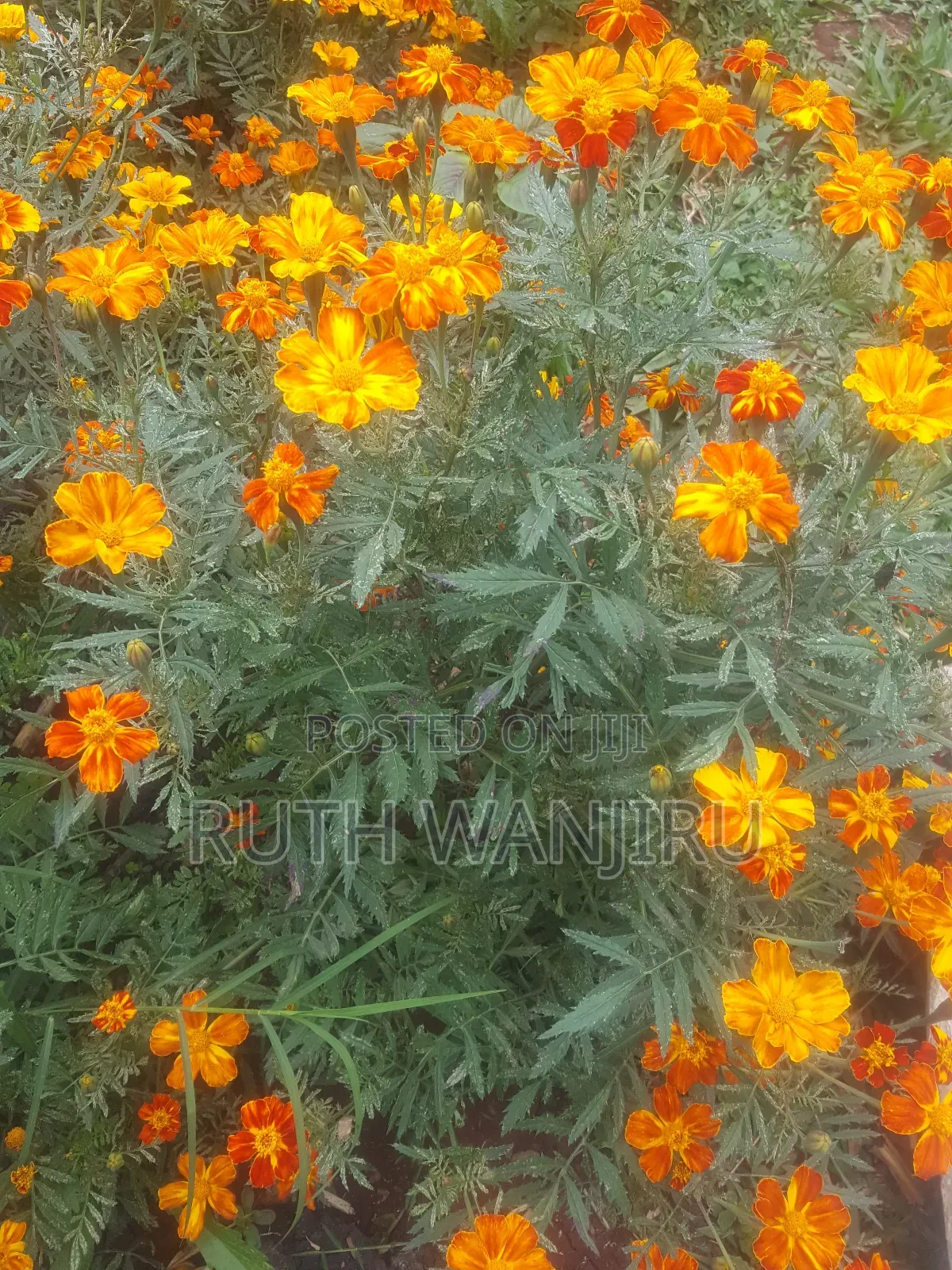 Marigold Flowers