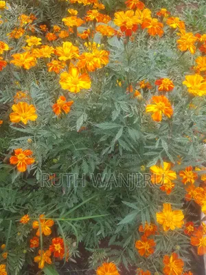 Marigold Flowers
