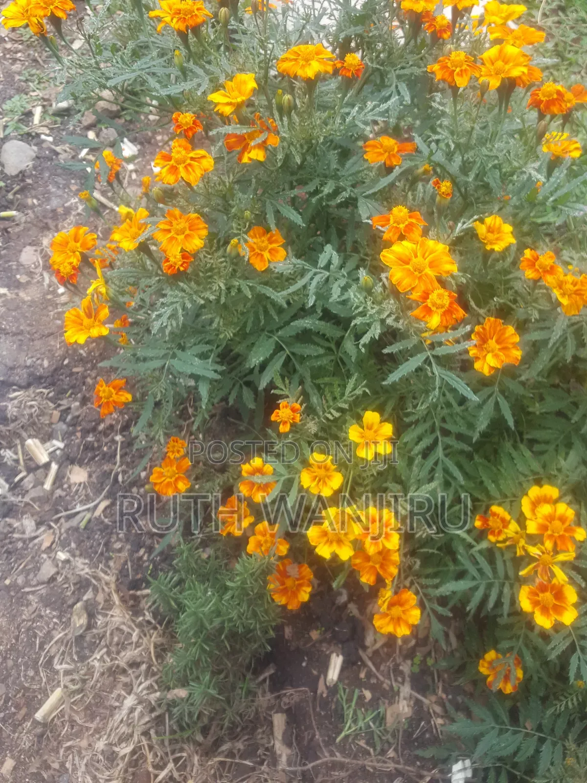 Marigold Flowers