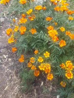 Marigold Flowers