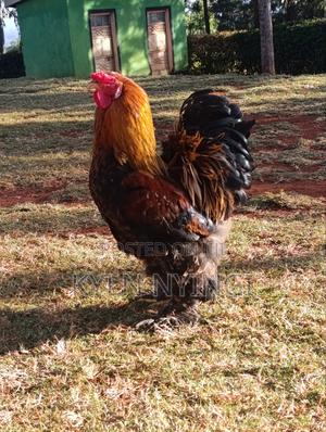 Brahma Chicksand Eggs - main view