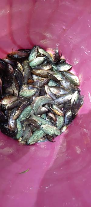 Ornamental Fish - main view