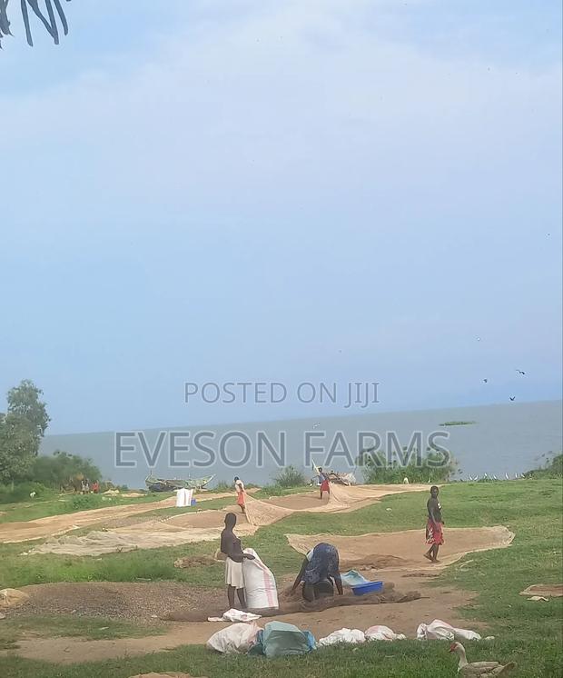 Fishmeal/Fresh Water Shrimps Aka Ochong'A - thumbnail 4