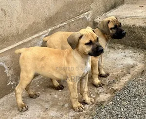 1-3 months Female Purebred Boerboel