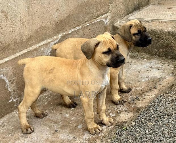 1-3 months Female Purebred Boerboel