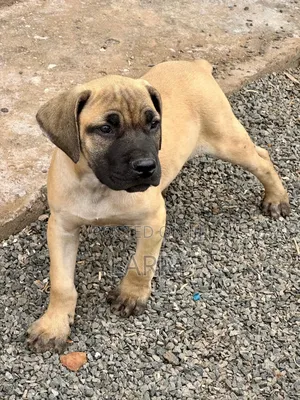 1-3 months Male Purebred Boerboel