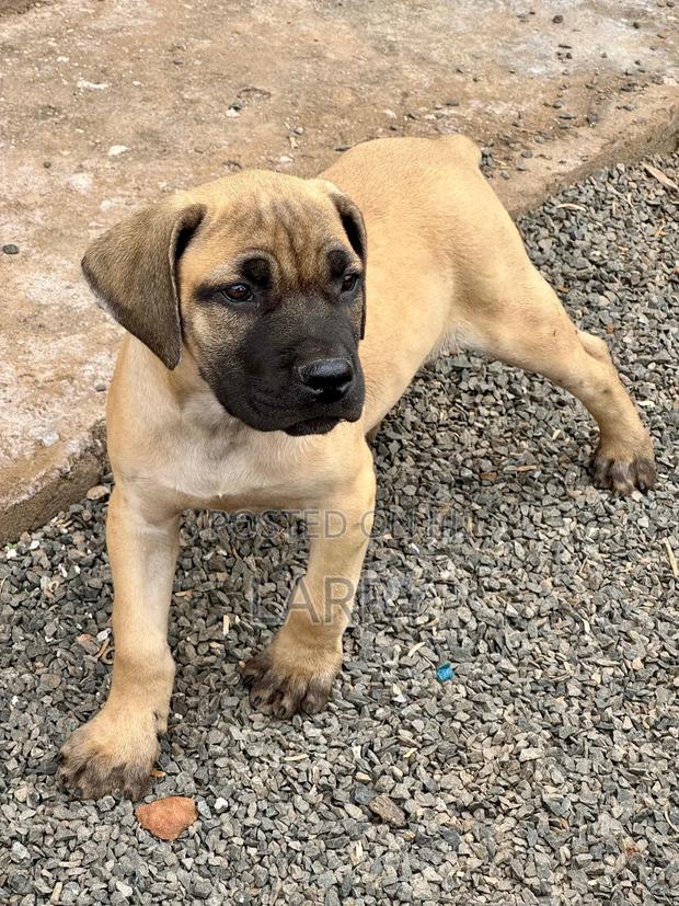 1-3 months Male Purebred Boerboel