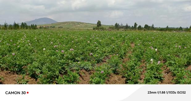Longonot Farmland