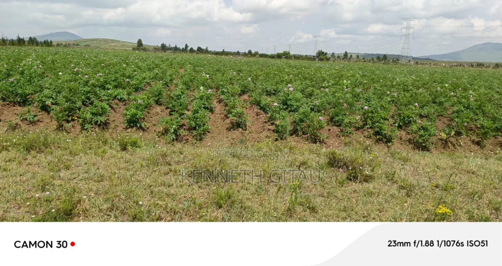 Longonot Farmland