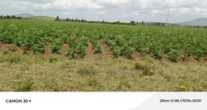 Longonot Farmland