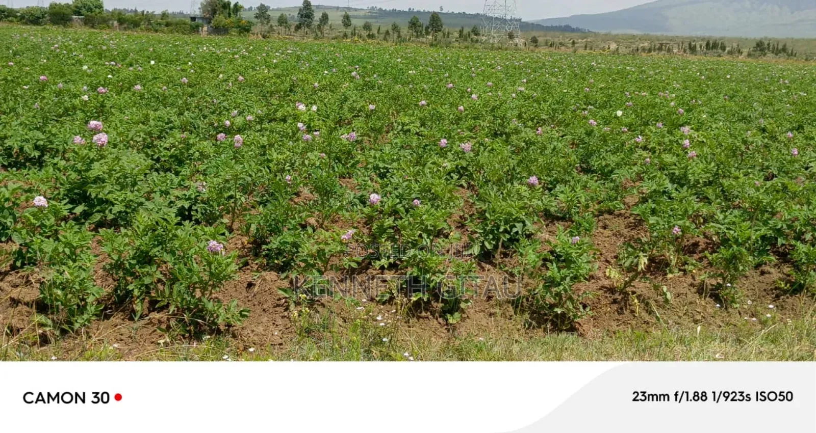 Longonot Farmland