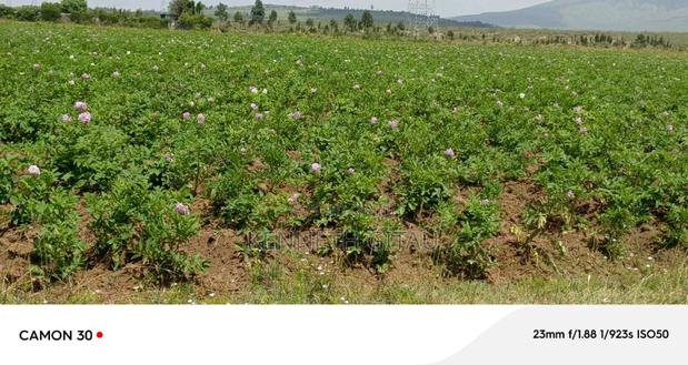 Longonot Farmland - thumbnail 4