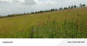 Longonot Farmland