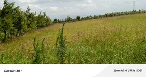 Longonot Farmland
