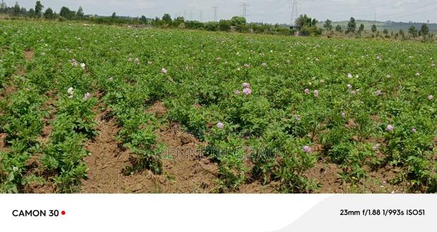 Longonot Farmland - thumbnail 9