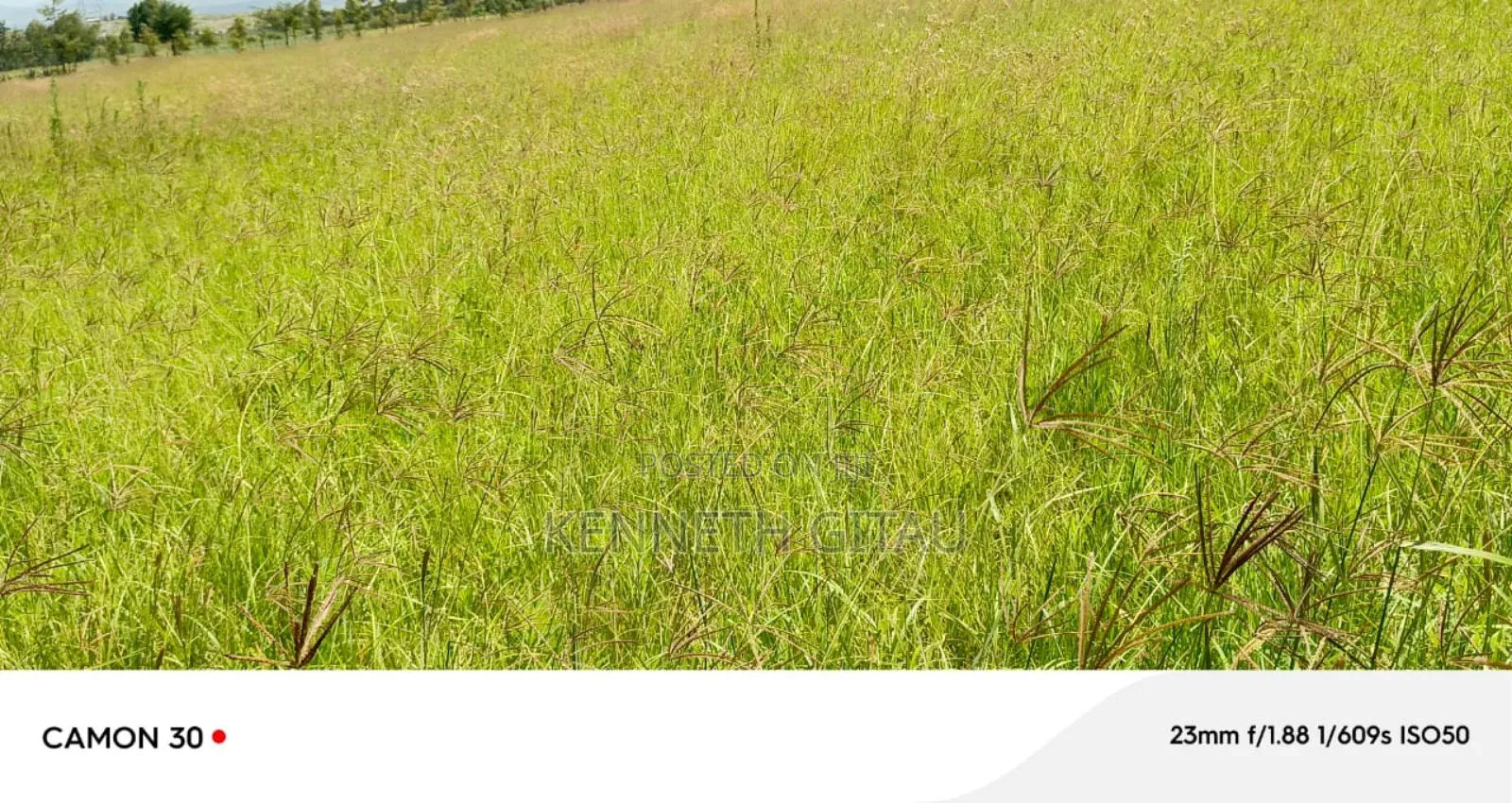 Longonot Farmland