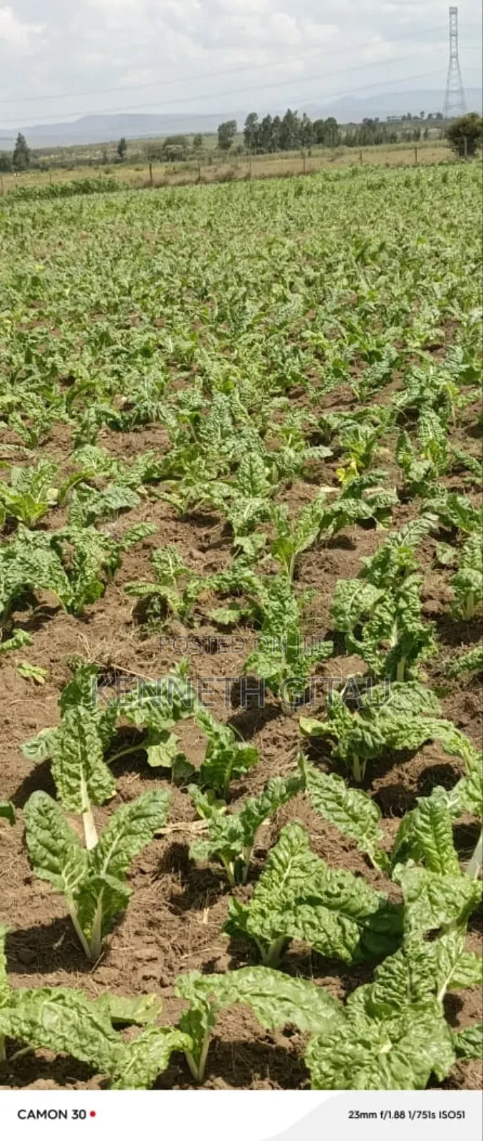 Longonot Farmland