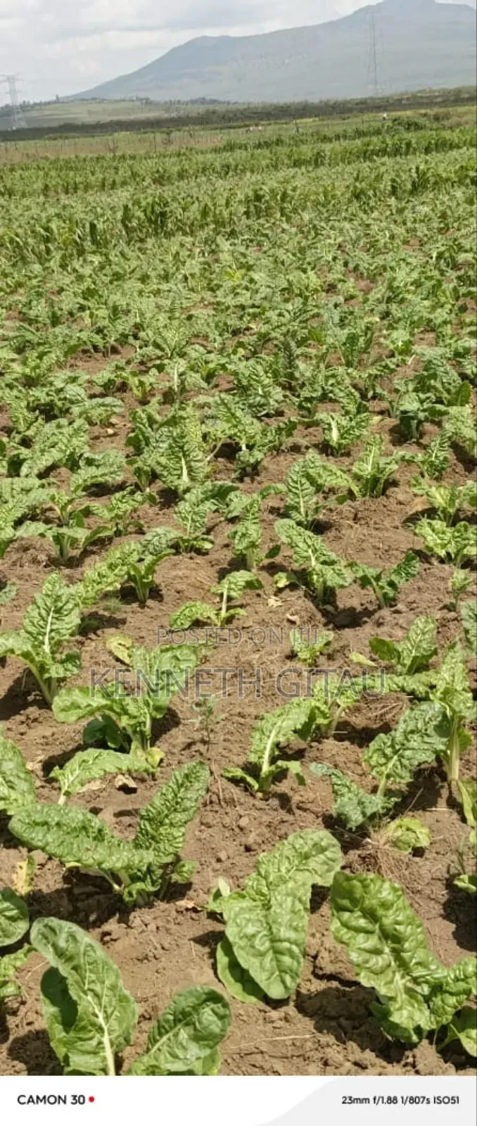 Longonot Farmland