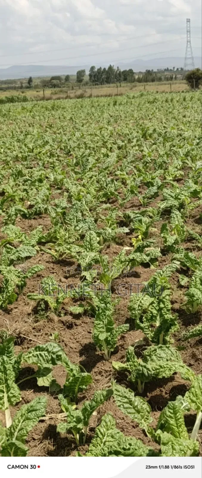 Longonot Farmland