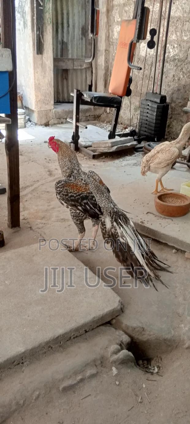 Indian Long Tail Kuchi Aseel