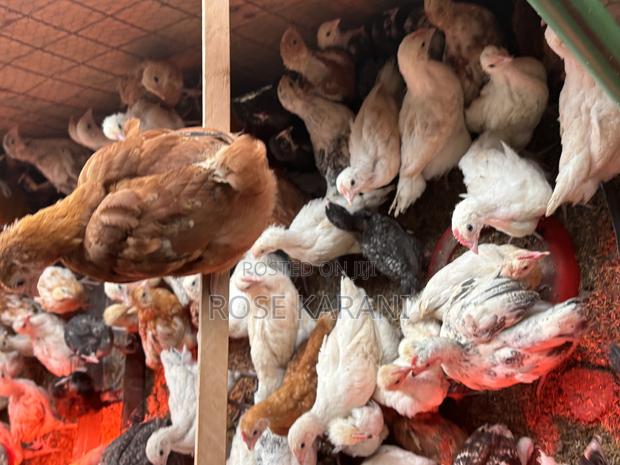 1 and Half Month Improved Kienyeji Chicks, Fully Vaccinated