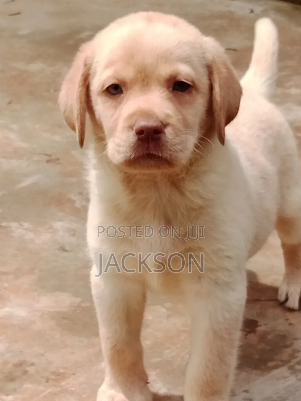 1-3 months Male Purebred Labrador Retriever