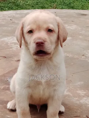 1-3 months Male Purebred Labrador Retriever