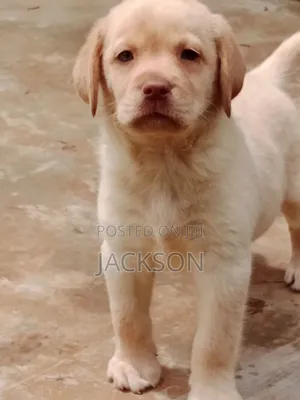 1-3 months Male Purebred Labrador Retriever