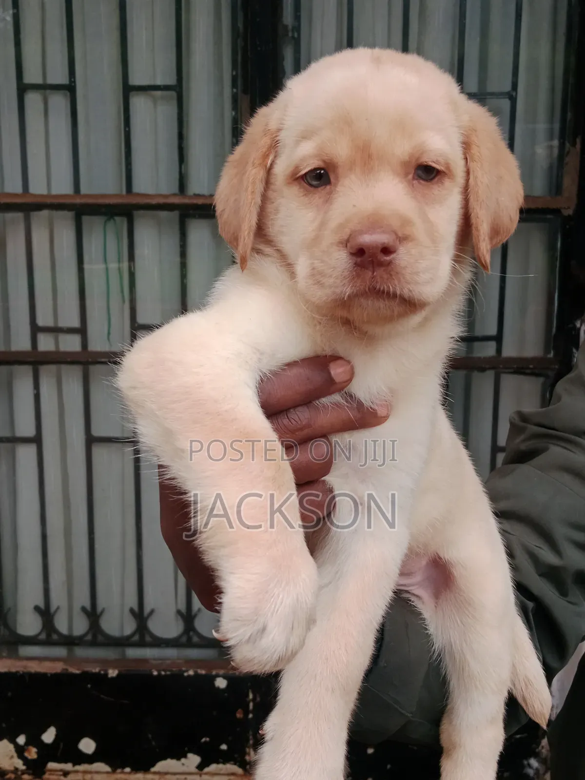 1-3 months Male Purebred Labrador Retriever