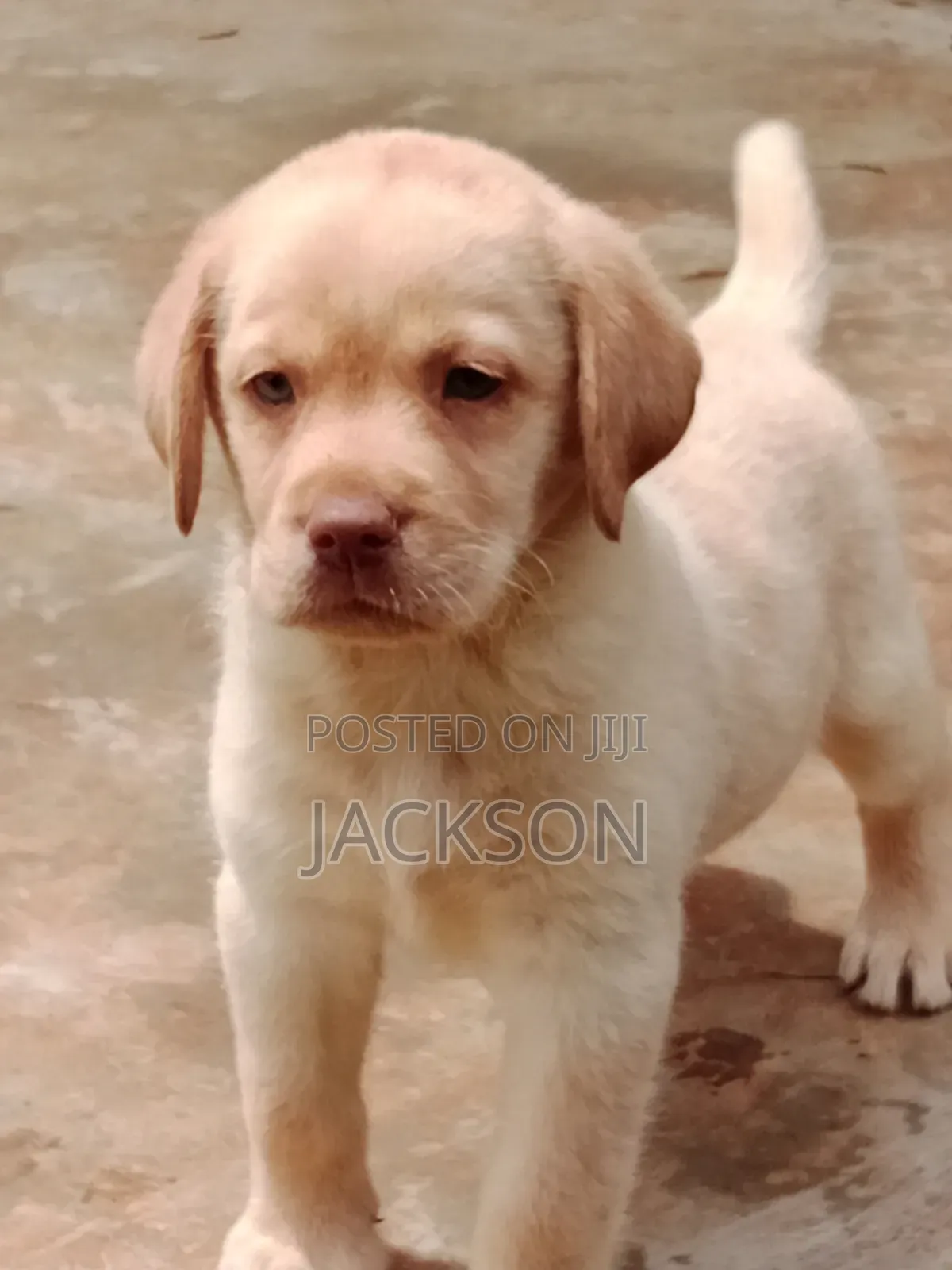 1-3 months Male Purebred Labrador Retriever