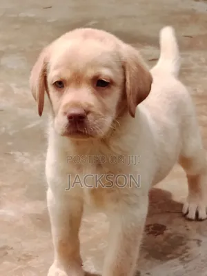 1-3 months Male Purebred Labrador Retriever