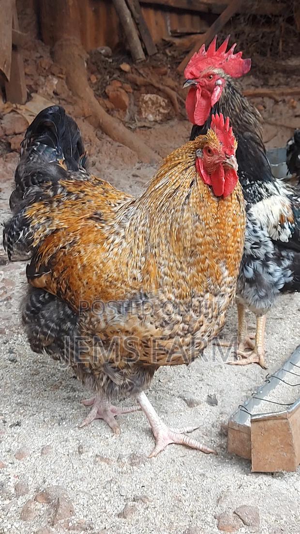 Fresh Fertilised Giant Orpington Hatching Eggs - thumbnail 2