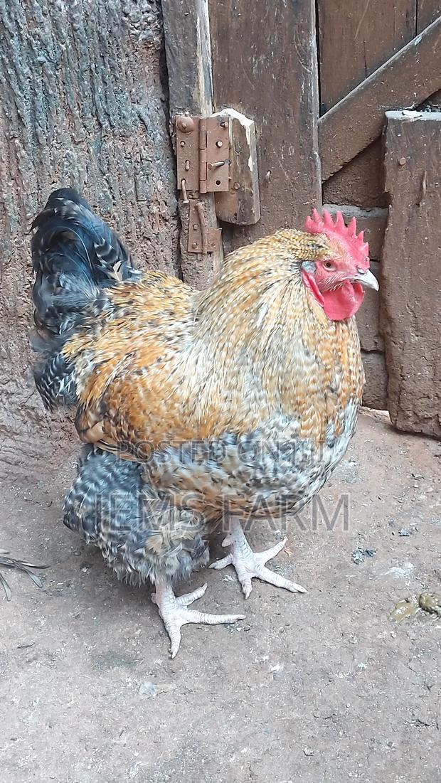 Fresh Fertilised Giant Orpington Hatching Eggs - thumbnail 3