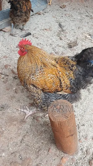 Fresh Fertilised Giant Orpington Hatching Eggs