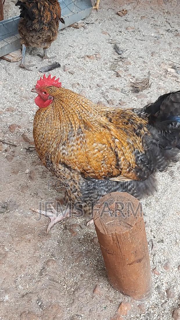 Fresh Fertilised Giant Orpington Hatching Eggs - thumbnail 4