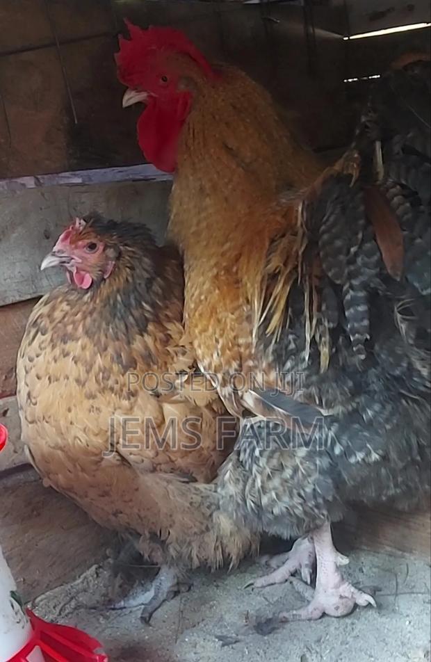 Fresh Fertilised Giant Orpington Hatching Eggs - main view