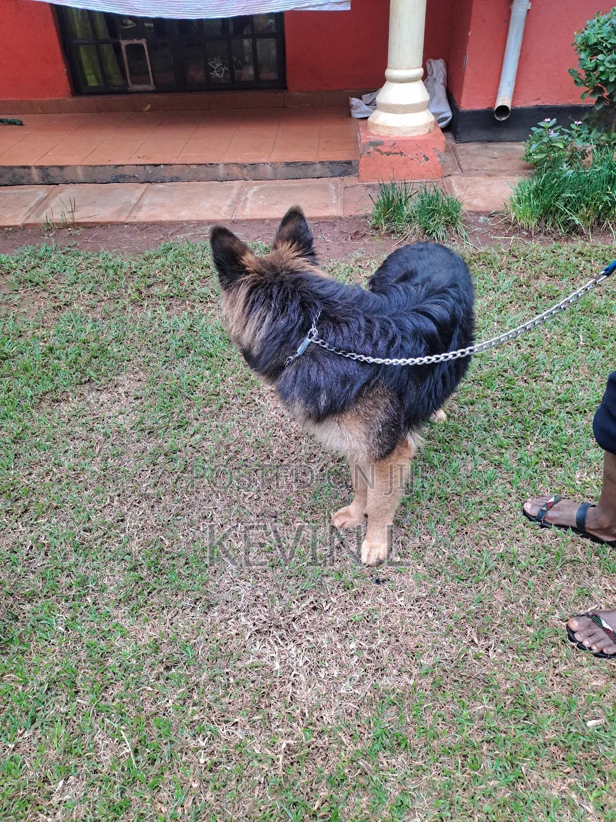 Veterinary Services