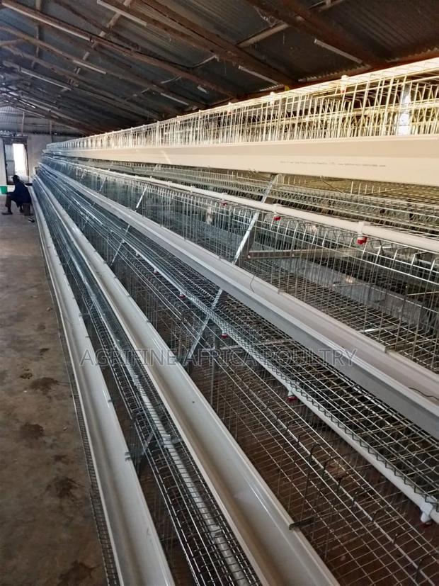 New Automatic Chicken Cages - main view