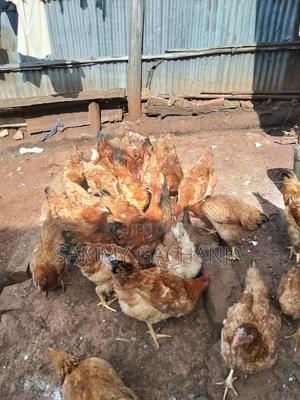 Chickens Point of Lay - main view