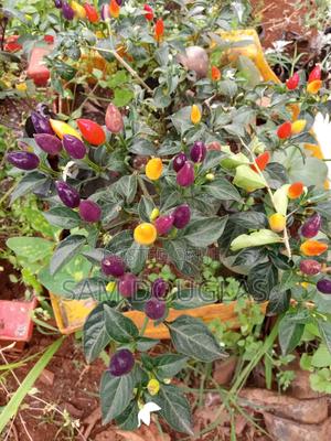 Herb Seedlings - thumbnail 2